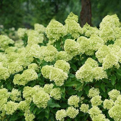HYDRANGEA, LITTLE LIME, #6