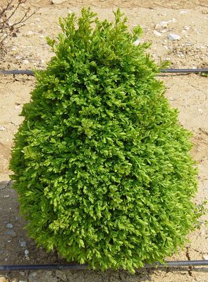 BOXWOOD, GREEN MOUNTAIN, #10