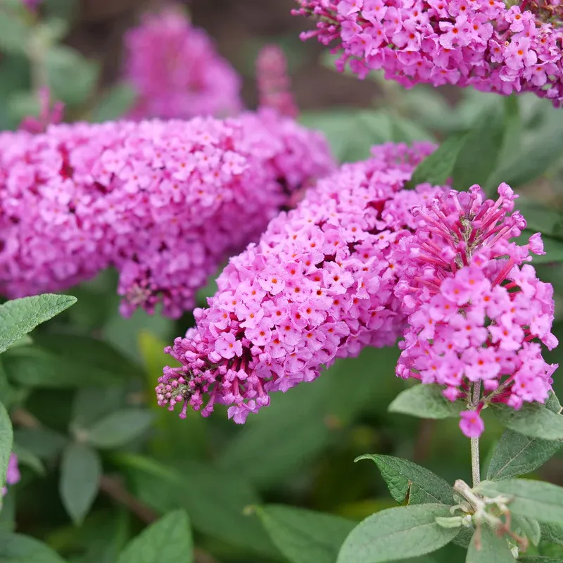 BUTTERFLY BUSH, PUGSTER PINKER, #3