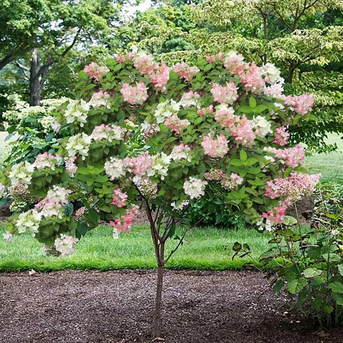 HYDRANGEA, PHANTOM TREE, #10