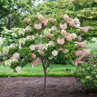HYDRANGEA, PHANTOM TREE, #10