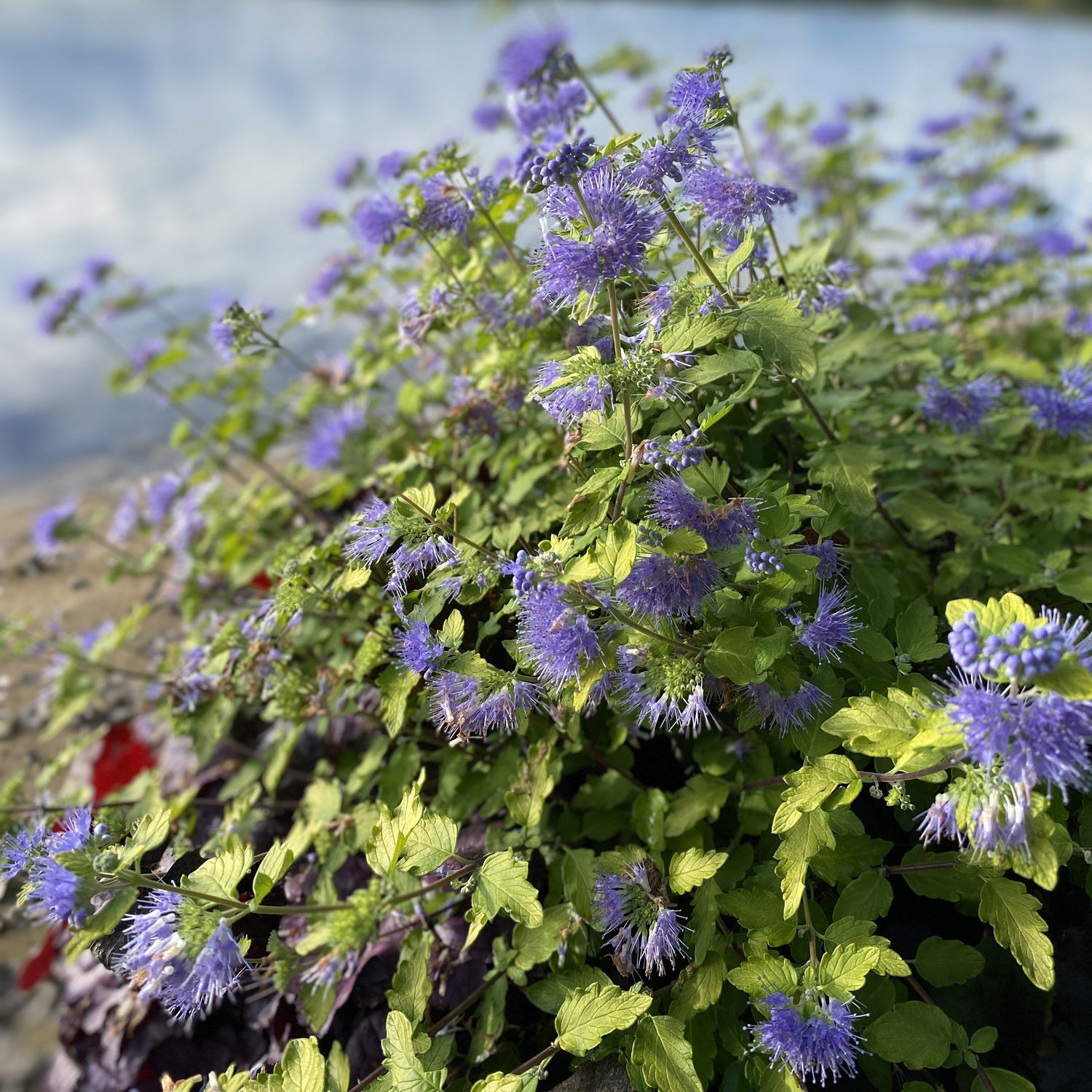 CARYOPTERIS, SUNSHINE BLUE, #2