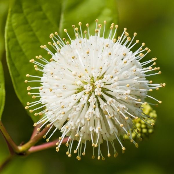 BUTTONBUSH, CRIMSON COMET, #3