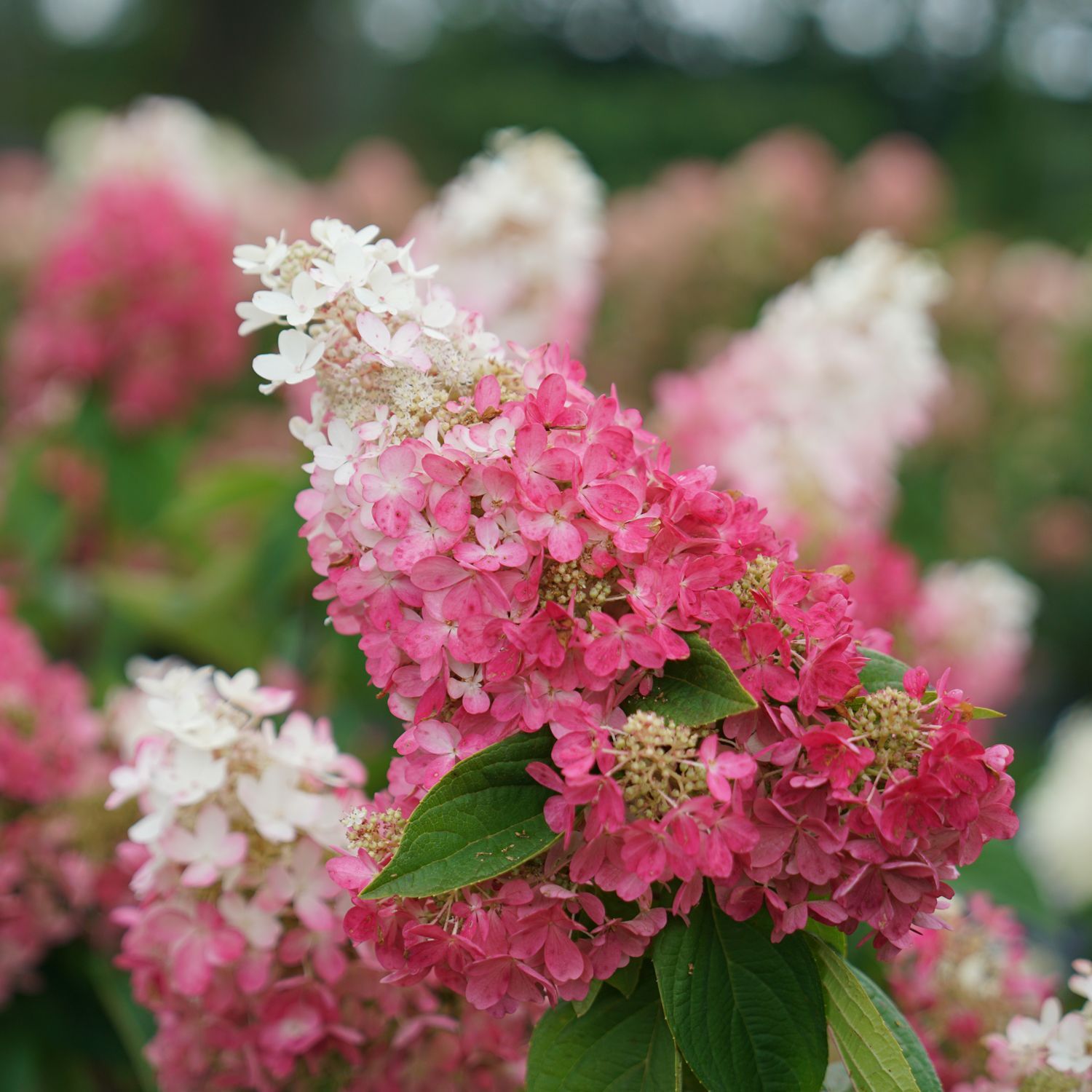 HYDRANGEA, PINKY WINKY, #6