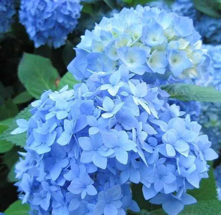 HYDRANGEA, NIKKO, #3