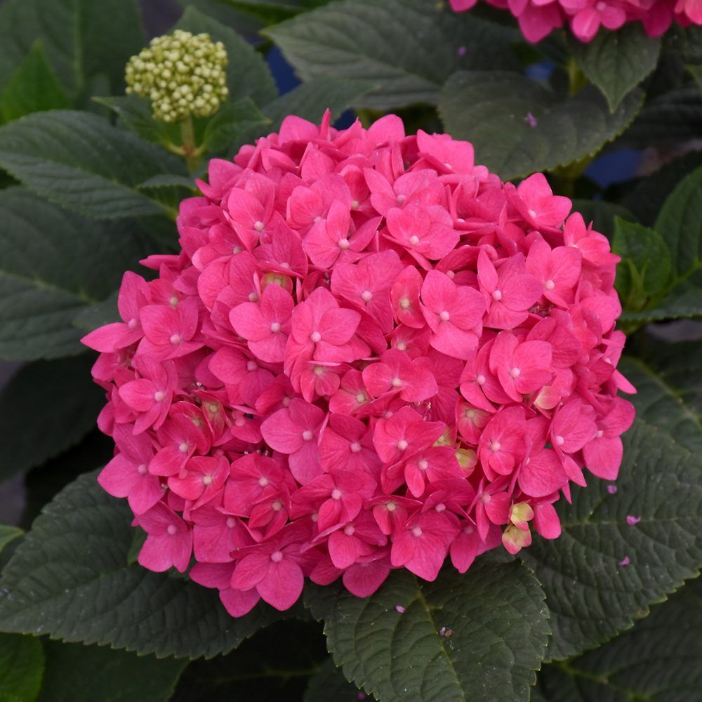 HYDRANGEA, SUMMER CRUSH, #3