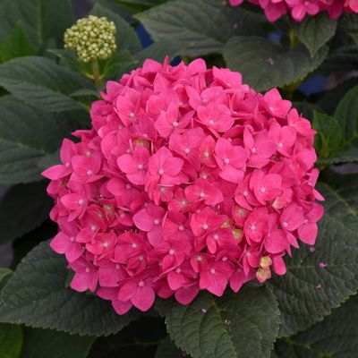 HYDRANGEA, SUMMER CRUSH, #3