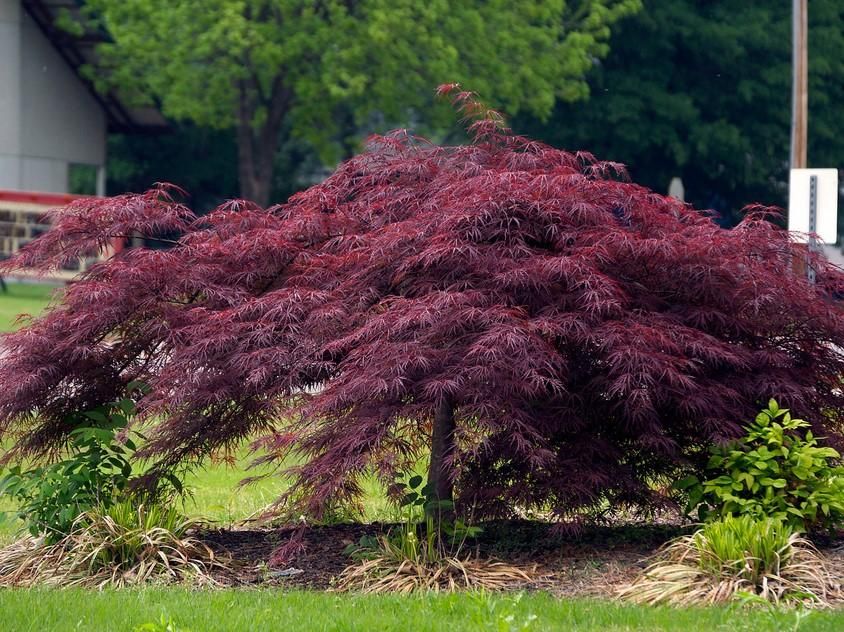 JAPANESE MAPLE, CRIMSON QUEEN, #10