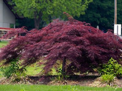 JAPANESE MAPLE, CRIMSON QUEEN, #10