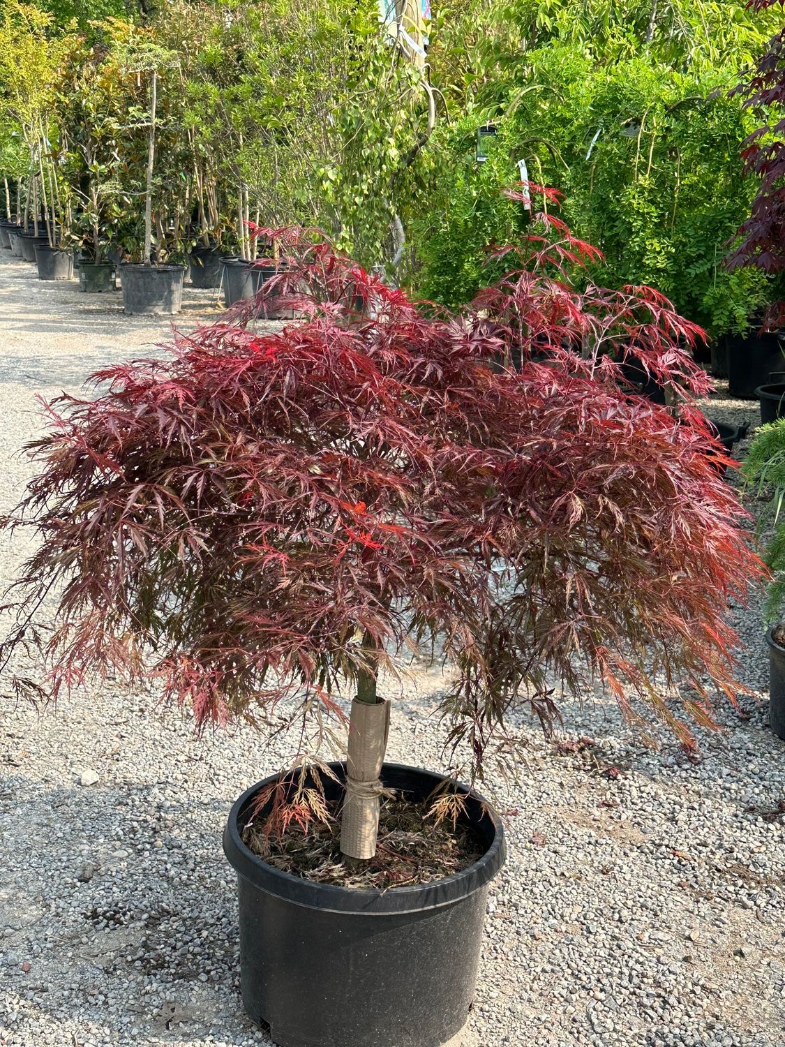 JAPANESE MAPLE, CRIMSON QUEEN, #15