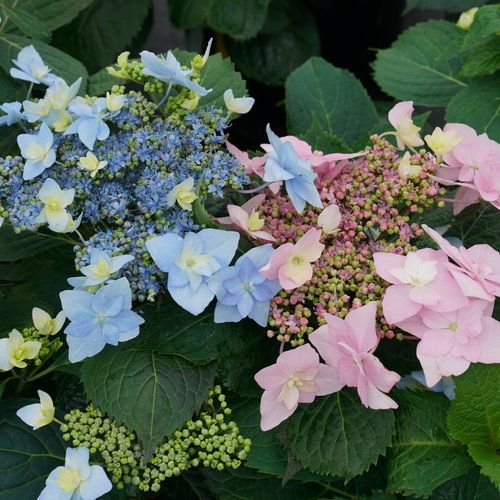 HYDRANGEA, TUFF STUFF, AH-HA, #3