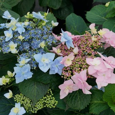 HYDRANGEA, TUFF STUFF, AH-HA, #3