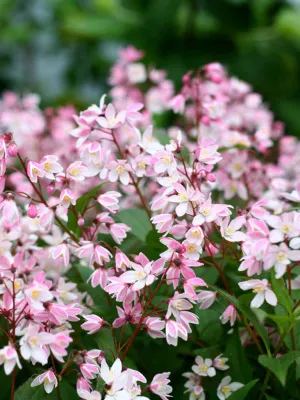 DEUTZIA, YUKI CHERRY BLOSSOM, #2