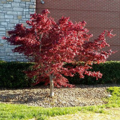 JAPANESE MAPLE, BLOODGOOD, #10
