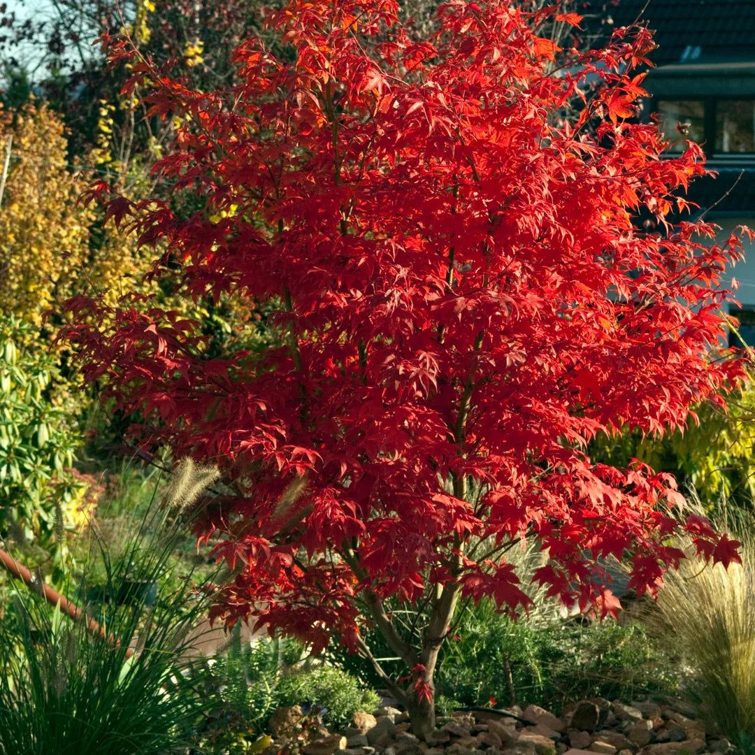 JAPANESE MAPLE, BLOODGOOD, #15