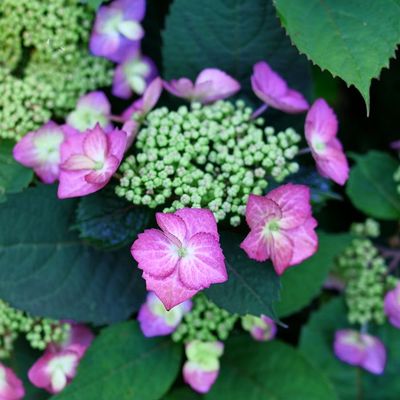 HYDRANGEA, TUFF STUFF, TOP FUN, #3
