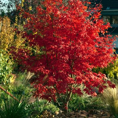 JAPANESE MAPLE, BLOODGOOD, #6