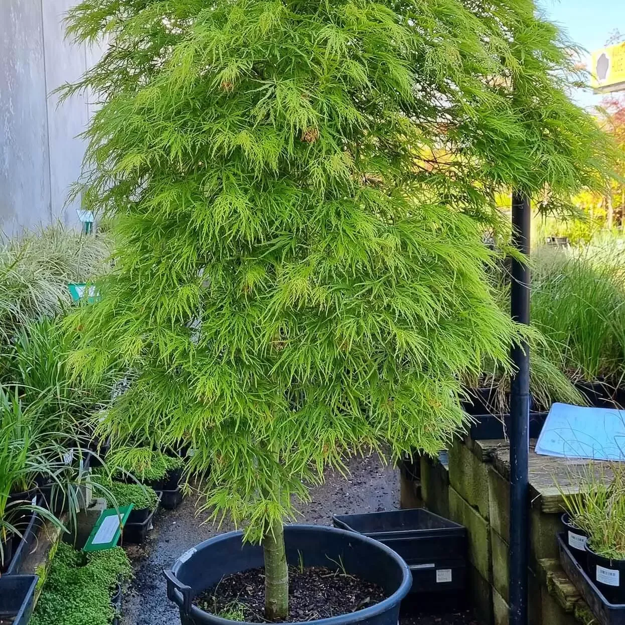 JAPANESE MAPLE, VIRIDIS, #15