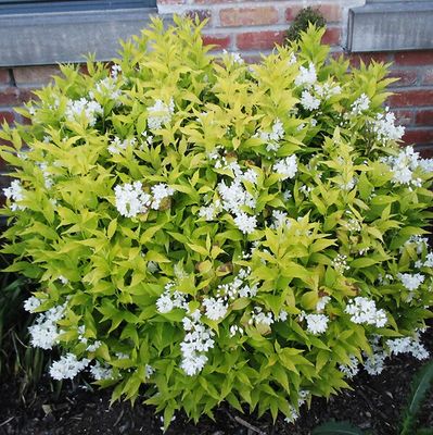 DEUTZIA, CHARDONNAY. PEARLS, #2