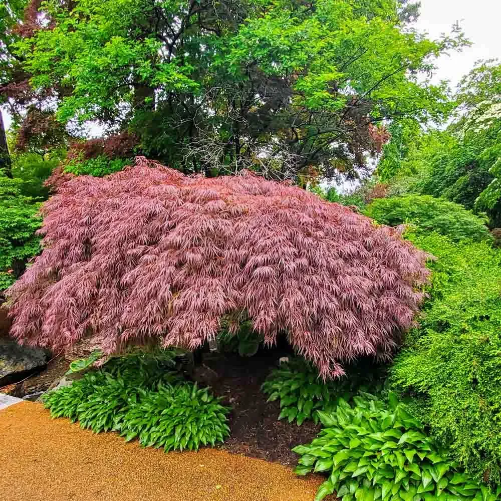 JAPANESE MAPLE, CRIMSON QUEEN, #6