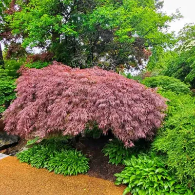JAPANESE MAPLE, CRIMSON QUEEN, #6