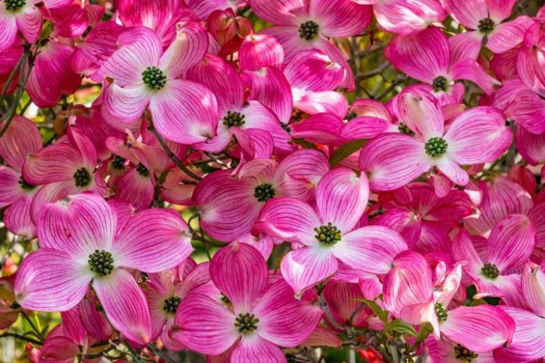 DOGWOOD, FLORIDA, CHER. BRAVE, #20