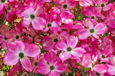 DOGWOOD, FLORIDA, CHER. BRAVE, #20