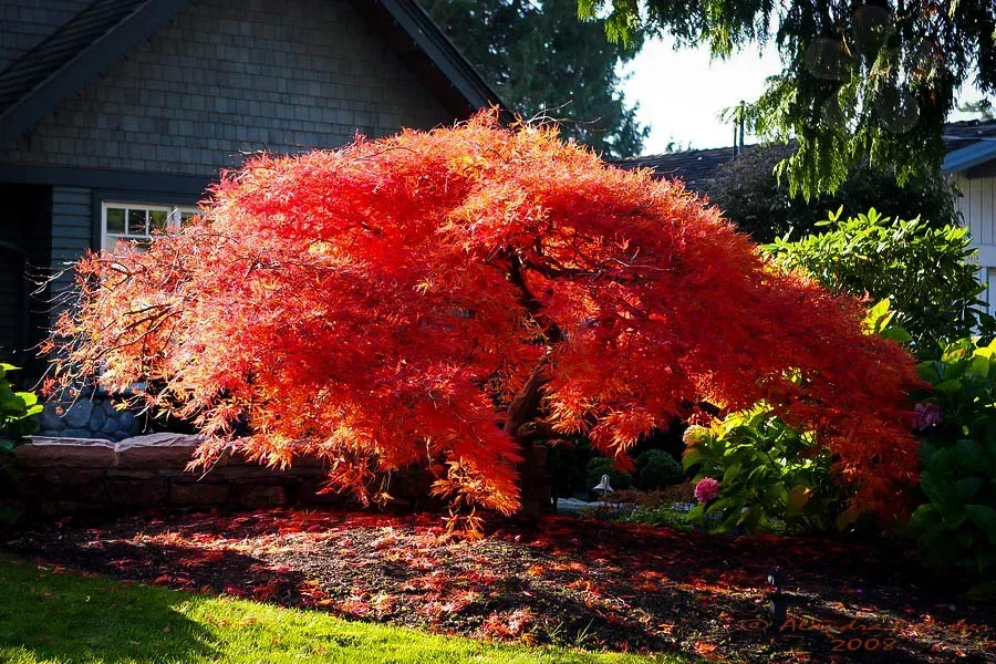 JAPANESE MAPLE, ORANGEOLA, #15