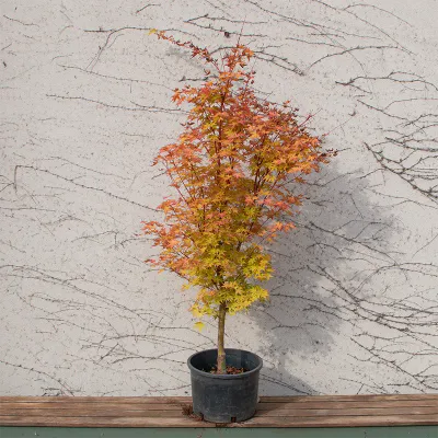JAPANESE MAPLE SANGU KAKU #10