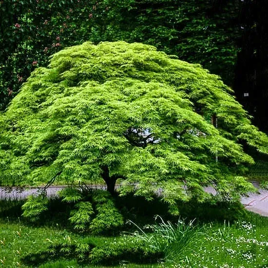 JAPANESE MAPLE VIRIDIS LG10
