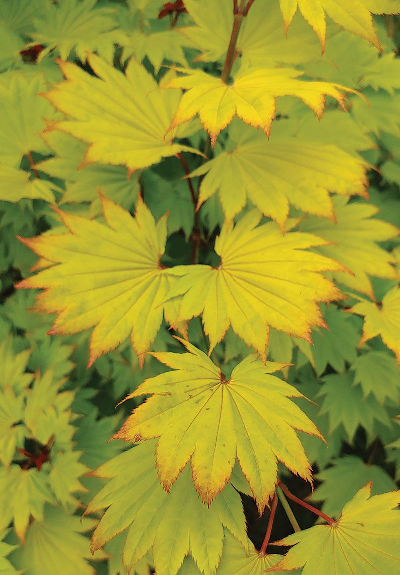 JAPANESE MAPLE, FULL MOON, #6