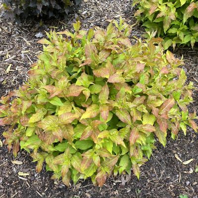 DIERVILLA, KODIAK FRESH, #3