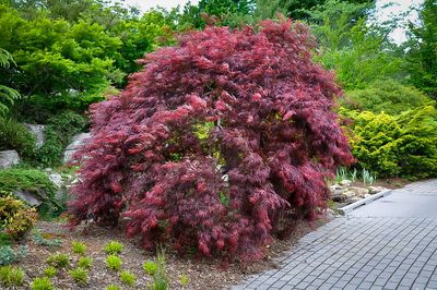 JAPANESE MAPLE INABA SHIDARE #10