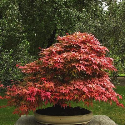 JAPANESE MAPLE, MIKAWA, #15