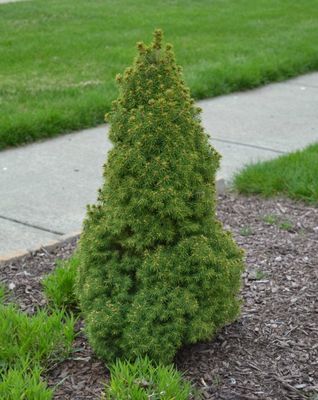 DWARF ALBERTA SPRUCE, #7