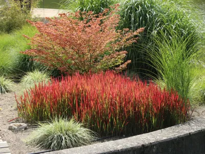 JAP. BLOOD GRASS, RED BARON, #2