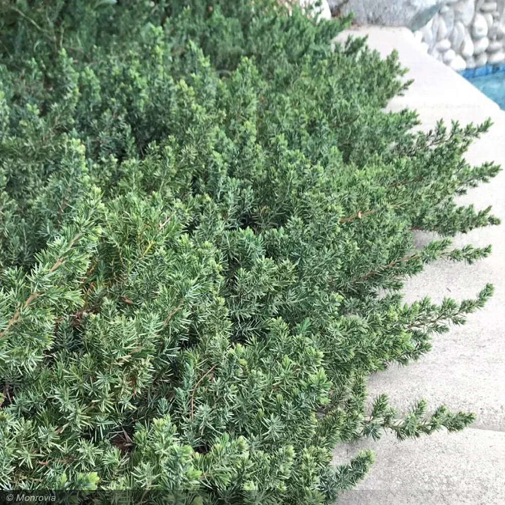 JUNIPER, BLUE PACIFIC, #3