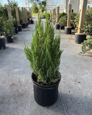 JUNIPER, BLUE POINT, #15, 4-5'