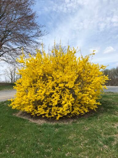 FORSYTHIA, LYNWOOD GOLD, #3
