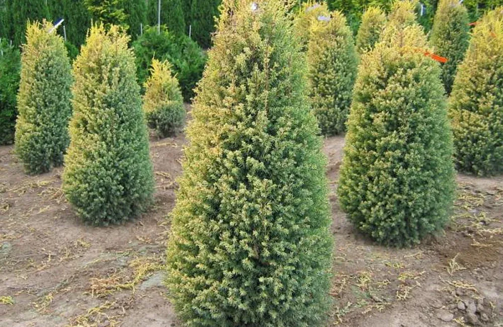 JUNIPER, GOLD CONE, #7