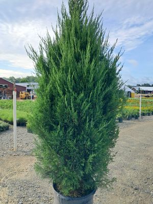 JUNIPER, SPARTAN, #15, 4-5'