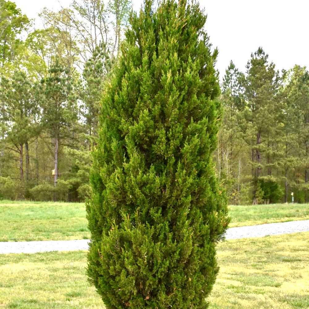 JUNIPER, SPARTAN, #6