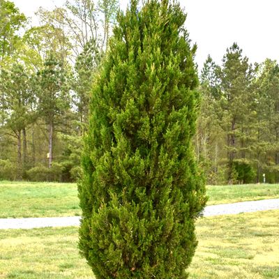 JUNIPER, SPARTAN, #6