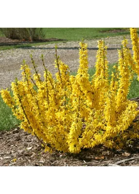 FORSYTHIA, SHOW OFF, #3