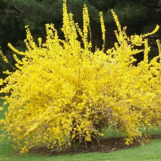 FORSYTHIA, SPRING GLORY, #5