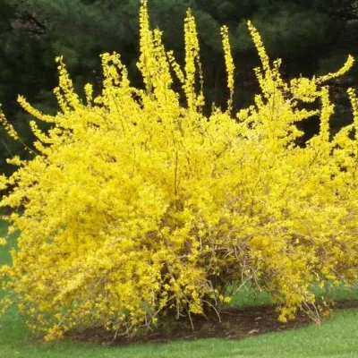 FORSYTHIA, SPRING GLORY, #5