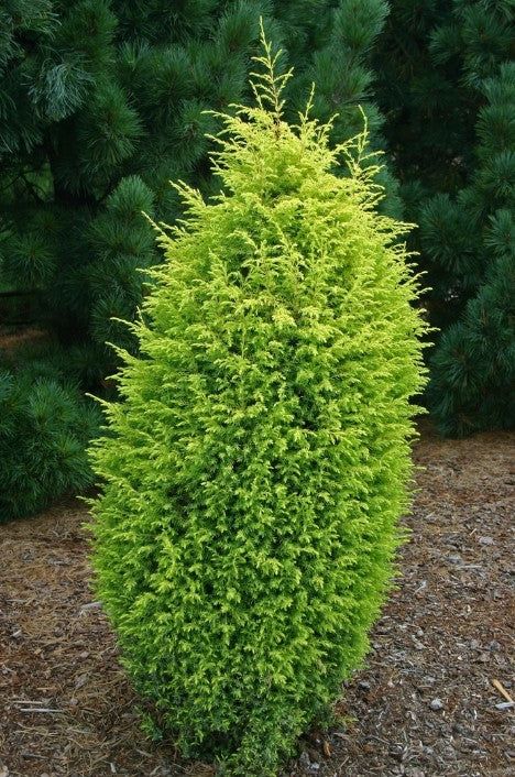 JUNIPER, GOLD CONE, #3