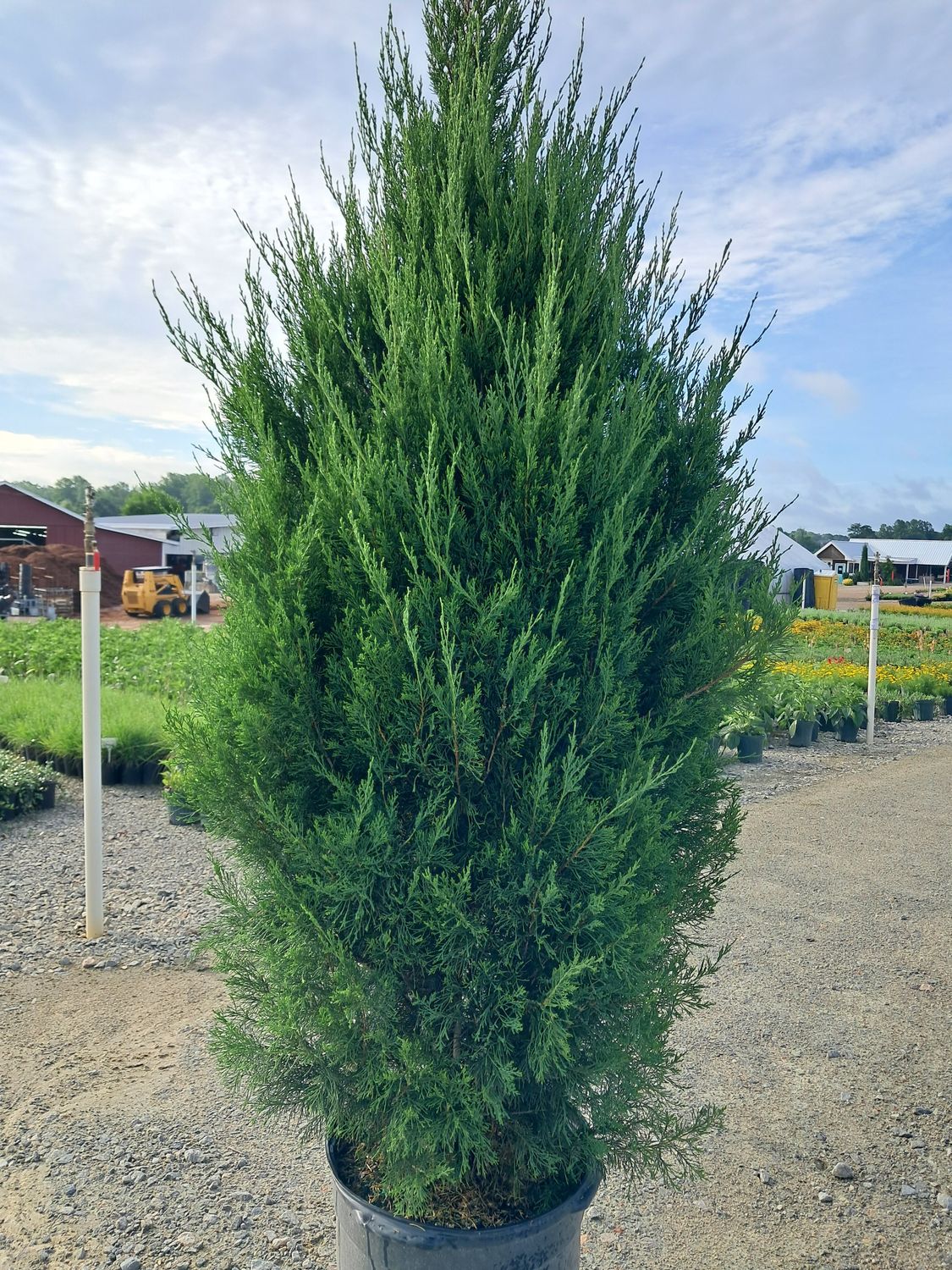 JUNIPER, SPARTAN, #15, 5-6'