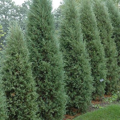 JUNIPER, TAYLOR, #15, 4-5'