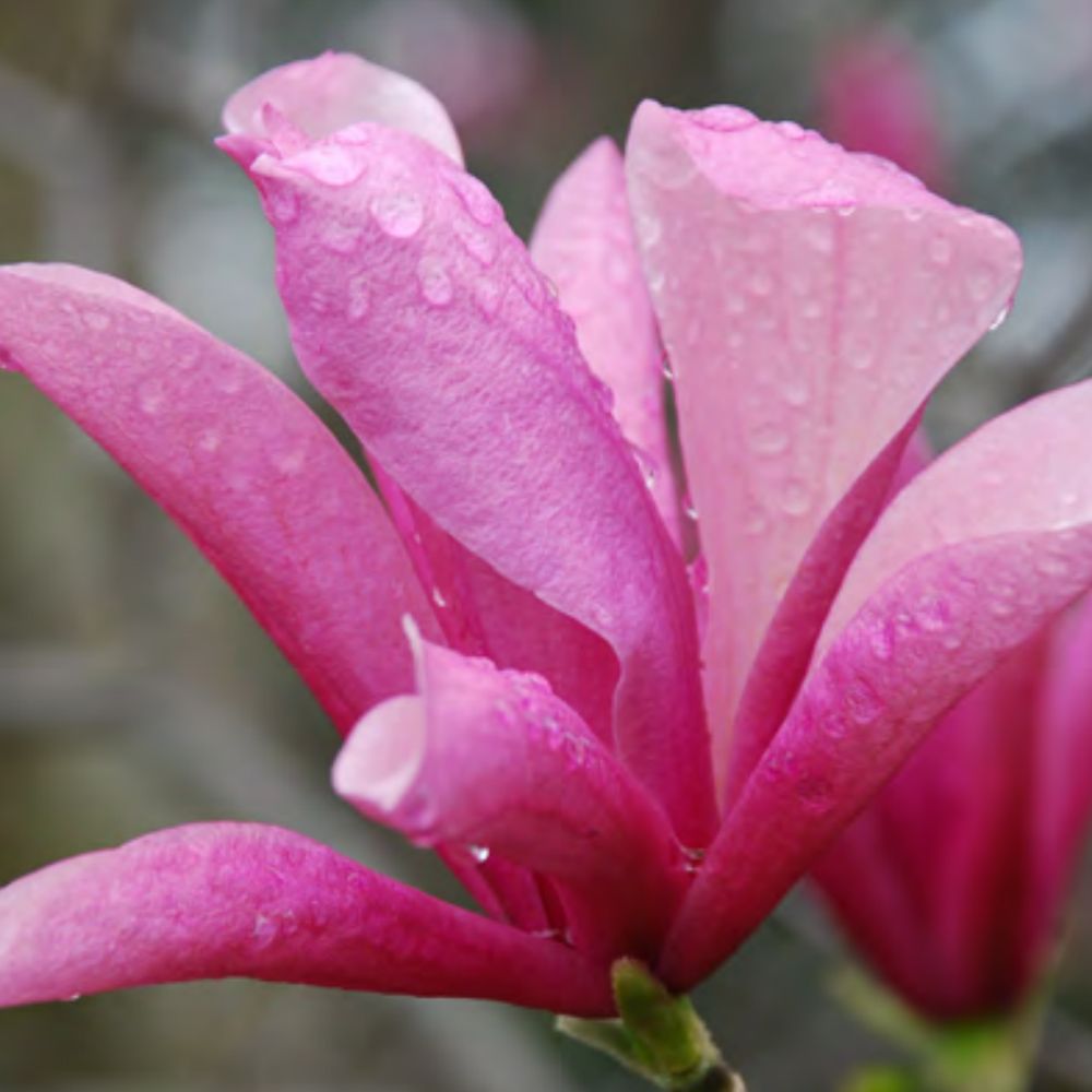 MAGNOLIA, GALAXY, #15 SS